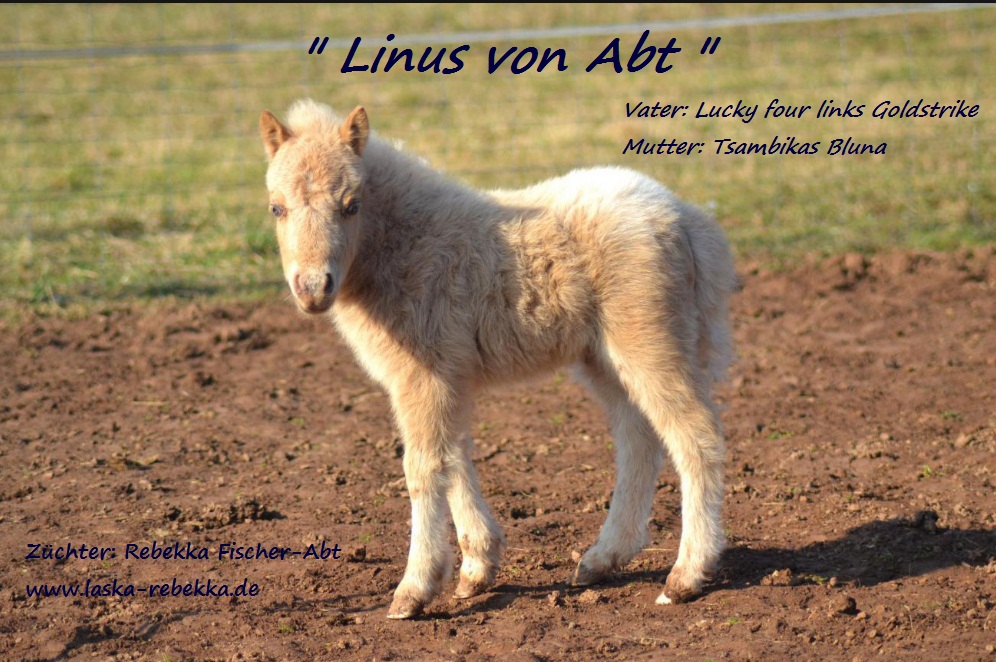 Linus von Abt